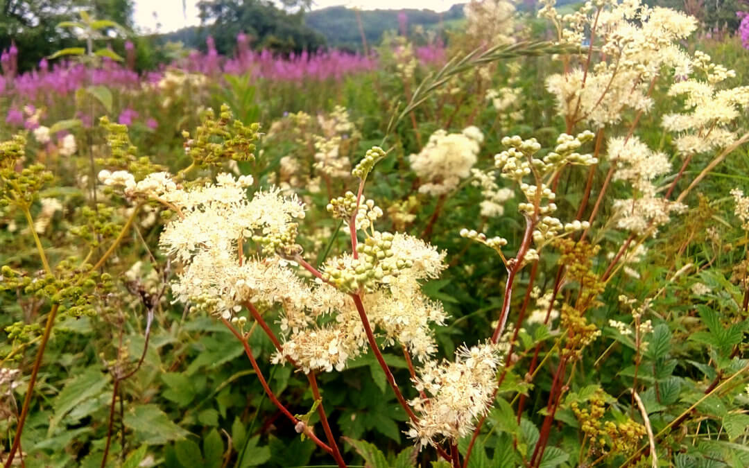 Foraging Walk – 28th September